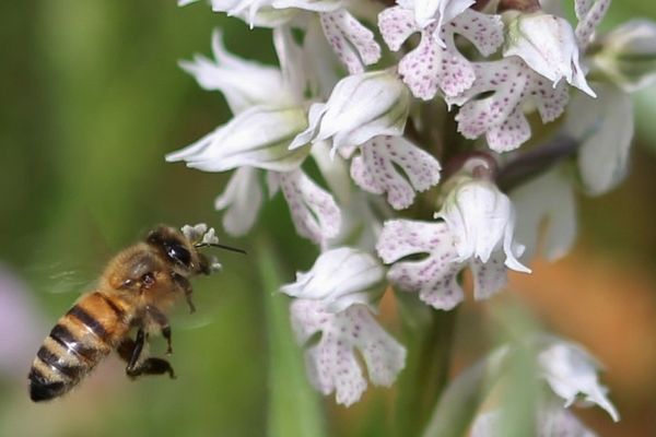 L'Orchis lacté ou Orchis couleur de lait (Neotinea lactea) est une orchidée sauvage terrestre européenne appartenant au genre Neotinea et à la famille des Orchidacées.