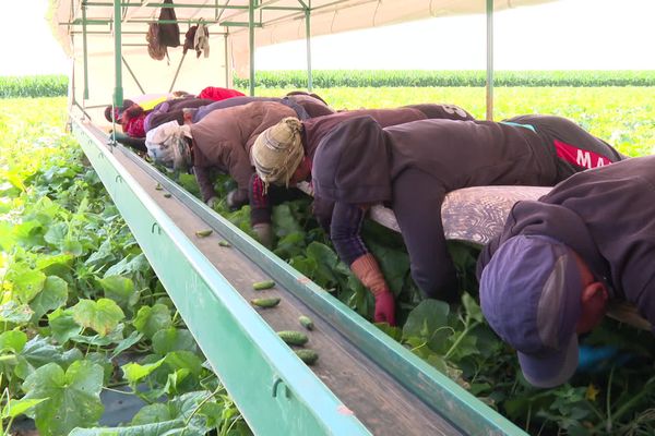 Pierre Maurer a acheté deux machines pour la récolte, ailleurs en France les cornichons sont cueillis à la main.