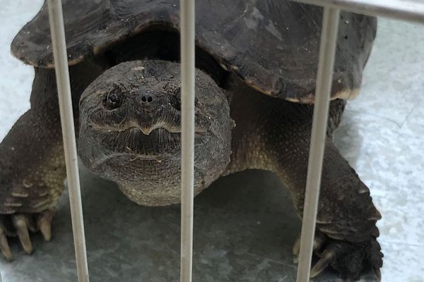 Cette tortue serpentine, une dangereuse femelle de 2 kilos 5 mesurant 30 centimètres, a été capturée par les pompiers dimanche matin à Saint-André, au sud de Perpignan, dans les Pyrénées-Orientales.