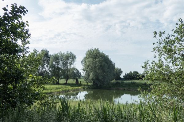 Un petit étang dans une pâture humide en bord de Lys. 