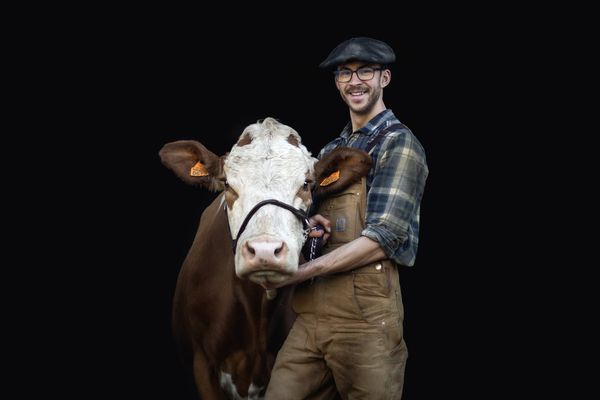 Cyprien Petit et l'une de ses vaches montbéliardes.