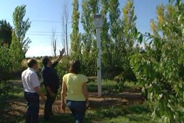 Saint-Féliu-d'Avall (Pyrénées-Orientales) - un arboriculteur utilise la musique pour soigner ses pêchers - septembre 2015.