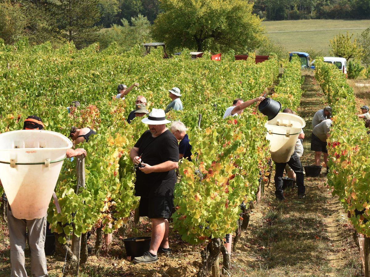 Vendanges Les Vignerons Du Jura Recrutent Des Saisonniers Comment Postuler On Vous Explique Tout