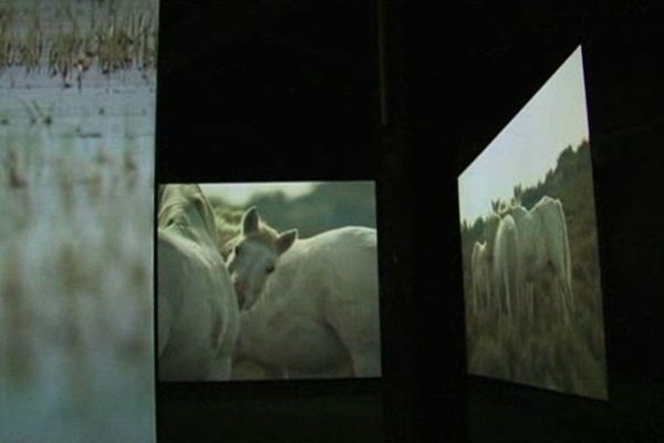 La Camargue selon Doug Aitken