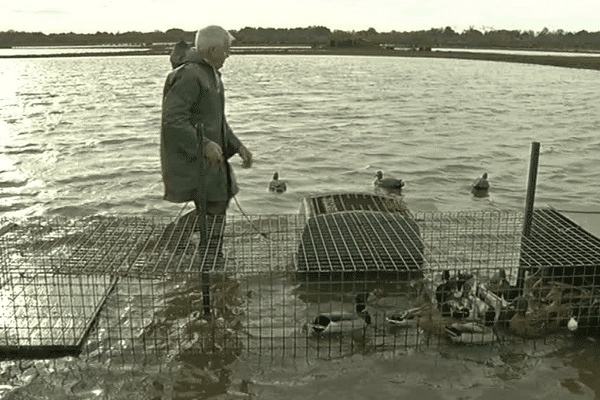 Les Chasseurs De Gibiers D Eau Ne Veulent Pas Etre Pris En Grippe