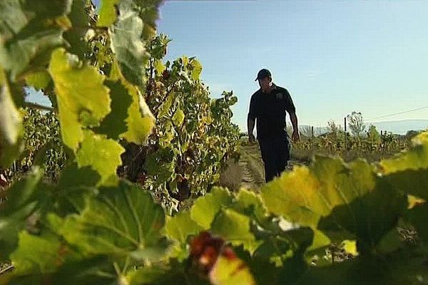 A Laure-Minervois, les viticulteurs accusent une baisse de production de 30 a 70% selon les parcelles.