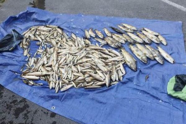 Des poissons morts après une pollution dans la rivière La Furieuse.