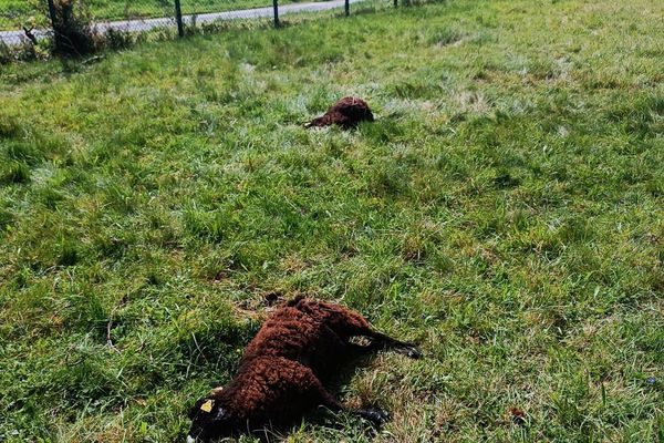 Deux des 19 moutons retrouvés morts dans cette parcelle à Moustoir-Ac (Morbihan).