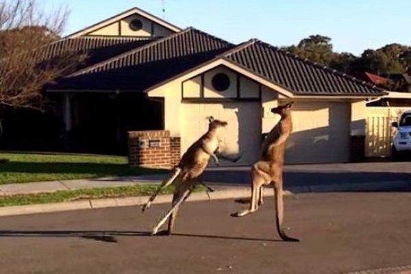 Quand deux kangourous se battent en plein milieu d'une quartier résidentiel australien