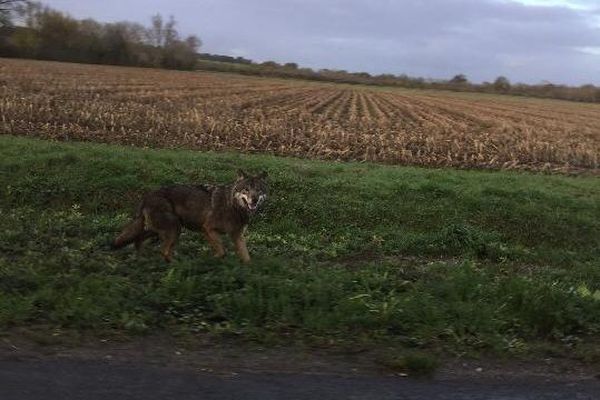 Le loup aperçu près de Saint-Saturnin-des-Bois en Charente-Maritime.