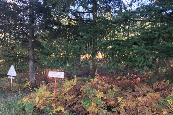 Un corps pendu a été découvert dans une forêt de Diou, dans l'Allier.