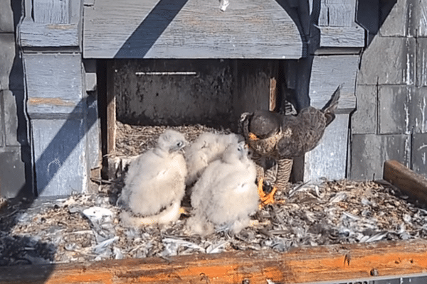 Extrait de la vidéo de nourrissage des fauconneaux 