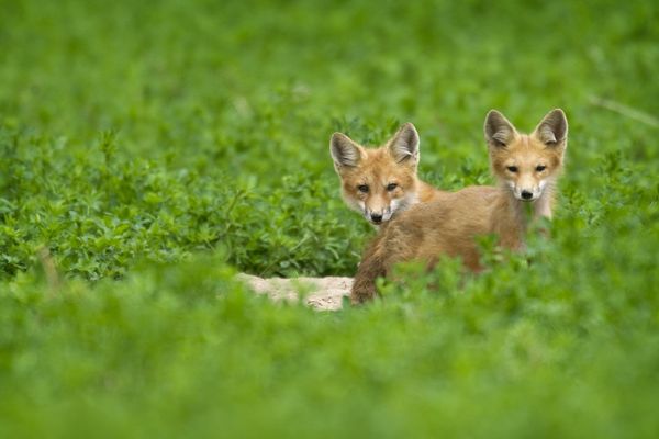 Vingt-deux renards ont été maîtrisés, ces derniers mois, par l’association de chasse de l’Ile-aux-Moines.