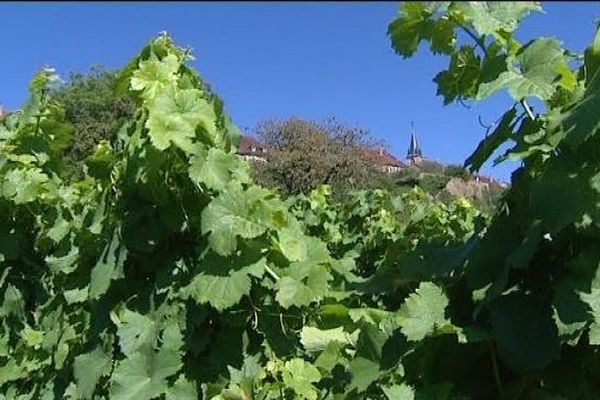 Les grappes sont loin d'être à maturité, mais les vignerons du Jura cherchent déjà les vendangeurs qui les cueilleront. 