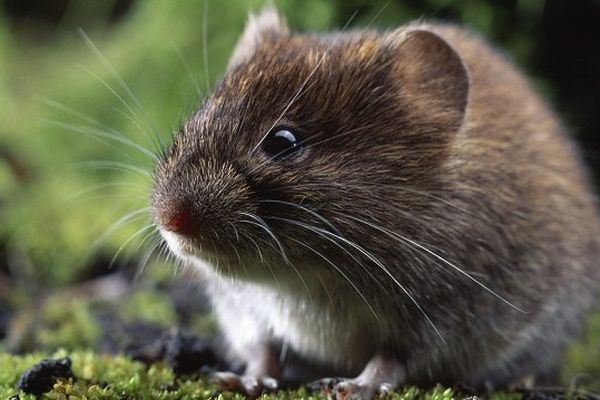 Un petit animal charmant mais démoniaque