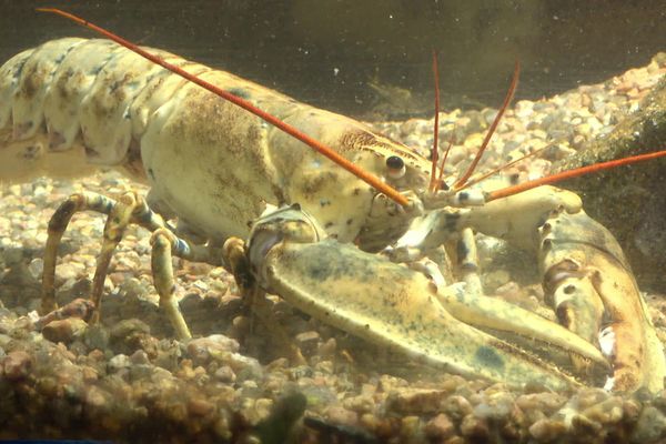 Le homard doré, un cas exceptionnel.