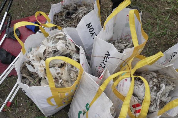 Lors de leur dernière récolte sur les berges du Rhône le mois dernier, les bénévoles de Tara Océan ont trouvé plus de 90 kilos de lingettes.