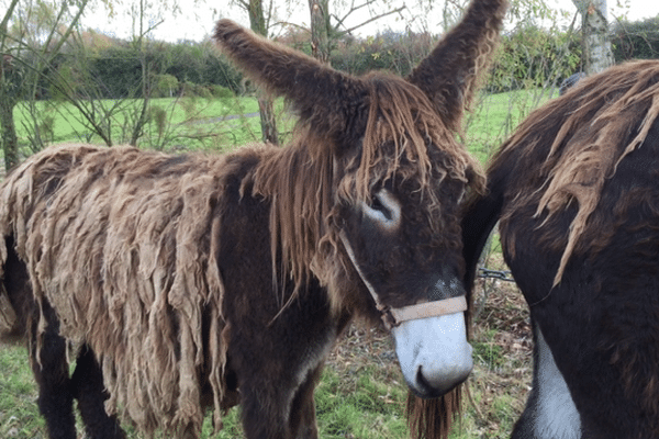 L'un des baudets du Poitou proposé à la vente ce matin. 