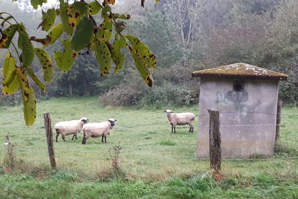 Une brebis est morte dans son pré