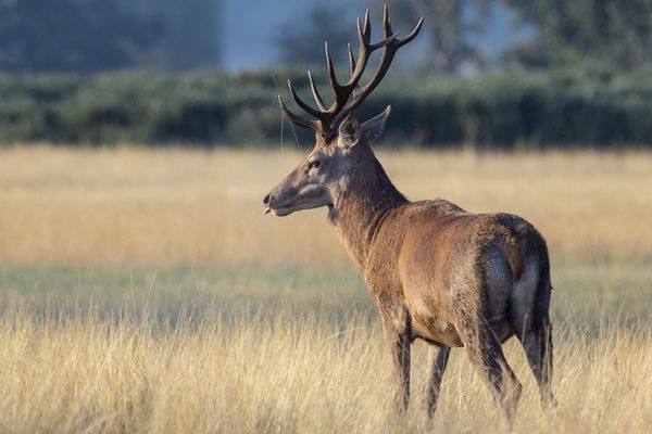 Un cerf, image d'illustration