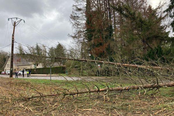 La tempête Bella a provoqué des chutes d'arbres en Haute-Saône, comme à Pin.