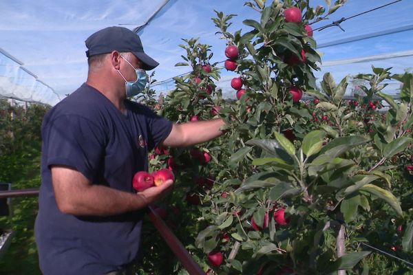 En Sarthe, la récolte des pommes bat son son plein, Oizé, le 31 août 2020