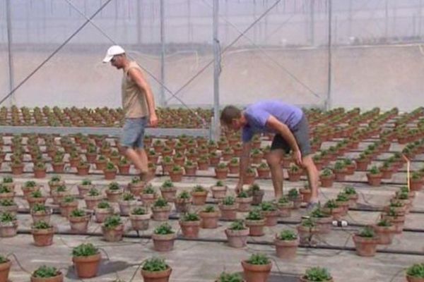 Les ouvriers travaillent essentiellement sous des serres où la température dépasse les 40 degrés.