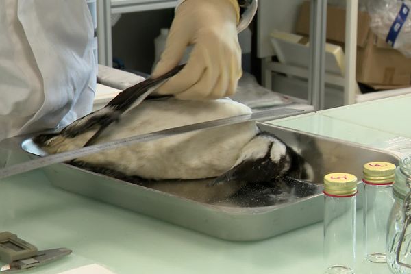 Dans le laboratoire de l’Institut du littoral et de l'environnement (ILE), les chercheurs étudient la carcasse d'un guillemot.