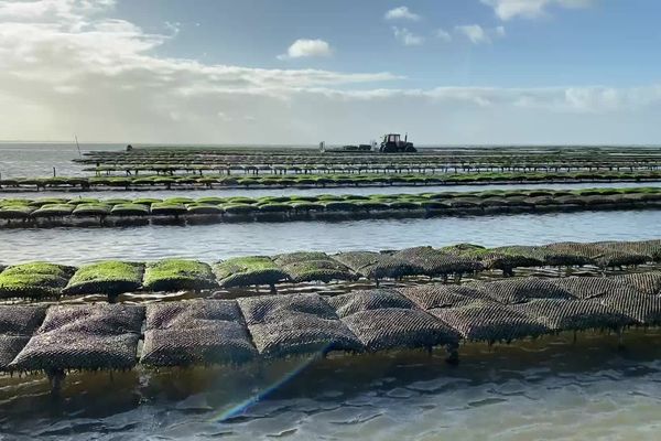 La vingtaine d'ostréiculteurs de Noirmoutier en quête de l'appellation IGP