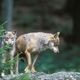 Le nombre de loups est en légère baisse, en Auvergne-Rhône-Alpes. 1013 ont été recensés durant l'hiver 2023-2024.