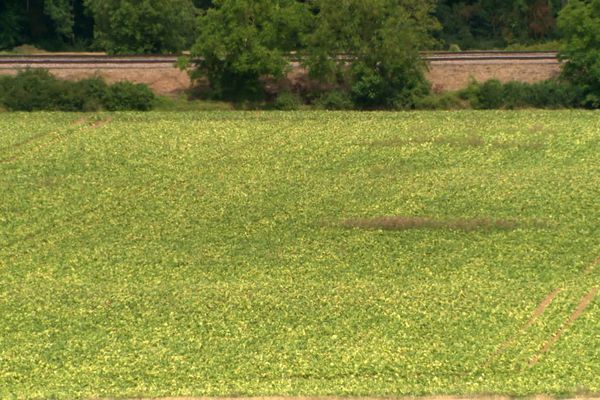 Des champs de betteraves, jaunies par la maladie, à Villemanoche (Yonne)