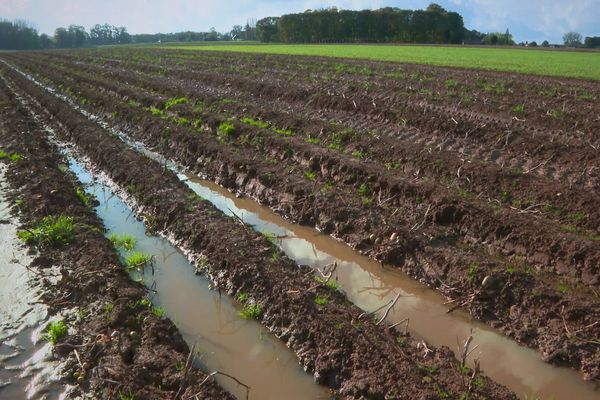 En Normandie, la récolte 2024 des pommes de terres est difficile. Les fortes pluies et les sols gorgés d'eau compliquent le travail dans les champs.