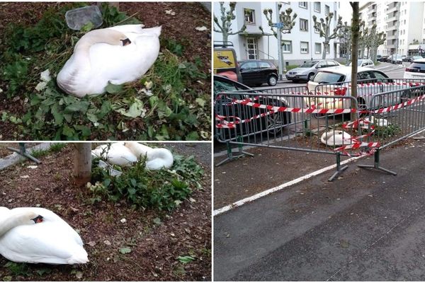 Les cygnes nichent quai des Alpes, à Strasbourg, à la jonction entre la rue du Mont Blanc, le quai du Général Koenig, et la passerelle Braque.