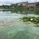 Dans le port de plaisance de Saverne, la présence de ces bactéries a coloré l'eau du canal de la Marne au Rhin en vert.