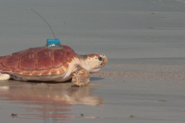 Les plus grosses tortues ont des balises sur leur carapace, afin de suivre leur parcours au quotidien.