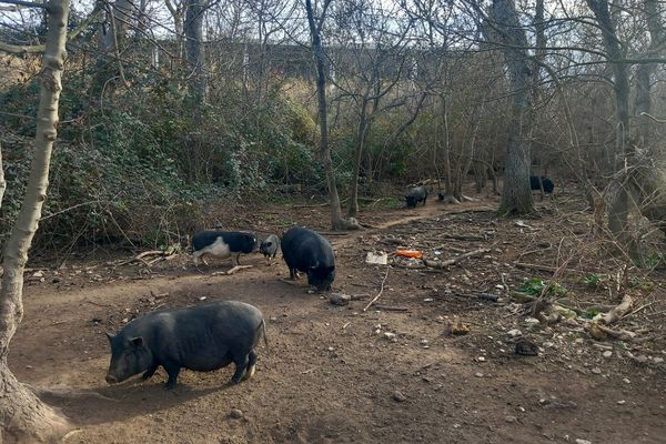 La Fondation Brigitte Bardot veut transférer les cochons sauvages de Marignane dans une pension sous sa responsabilité.