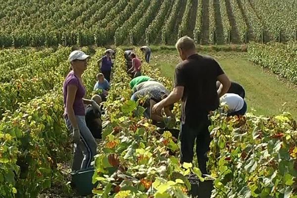 Lundi 8 septembre : Top départ pour les vendanges en Champagne