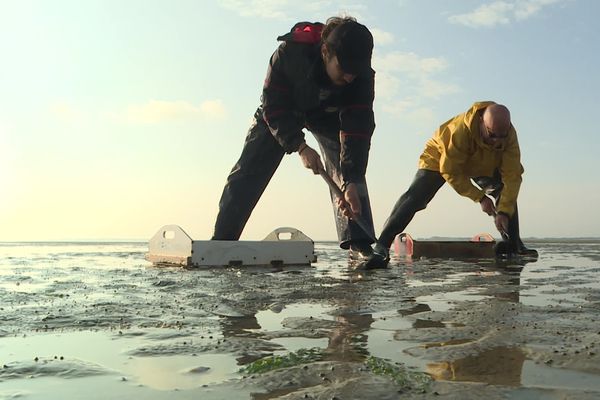 Une équipe du Groupe d'étude des milieux estuariens et littoraux sur une plage du Crotoy (Somme) lundi 23 septembre 2024 pour déterminer l'ampleur des conséquences de l'été meurtrier sur la population de coques.