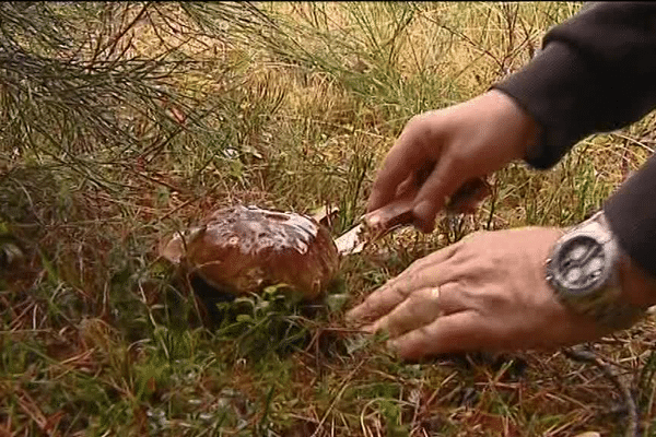 Cueillette d'un cèpe ce dimanche 23 octobre