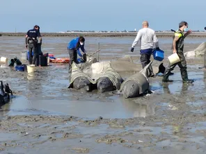 Échouage dauphin Île de Ré (17/09/2024)