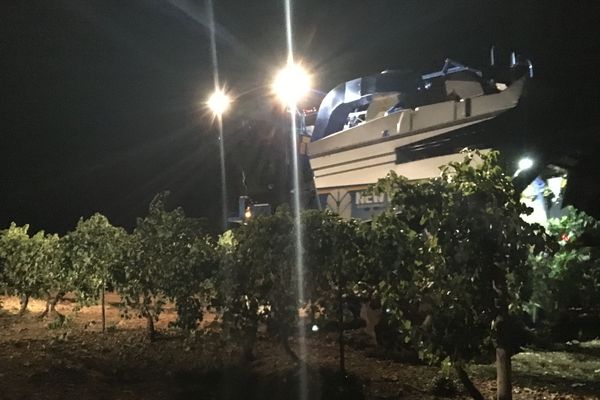 La machine à vendanges se met en route