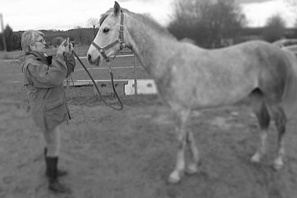 Ethologie Equine La Femme Qui Observait Les Oreilles Des Chevaux