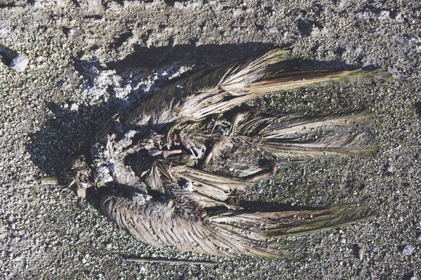 Archive. Un goéland retrouvé mort de la grippe aviaire en octobre 2022.