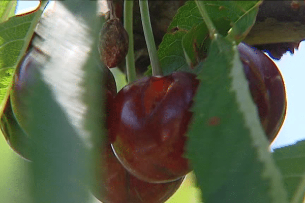 Les cerises de cet été 2016 resteront sur les arbres... Le 20/07/2016