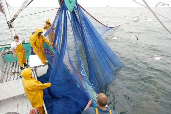 Des marins du senneur "Karnedevenn" retirent de l'eau leur senne (filet), durant une sortie en pêche à la sardine le 19 juin 2003 au large de Quiberon. Image d'illustration.