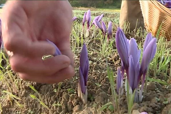 Vaucluse : la récolte du safran à Entrechaux