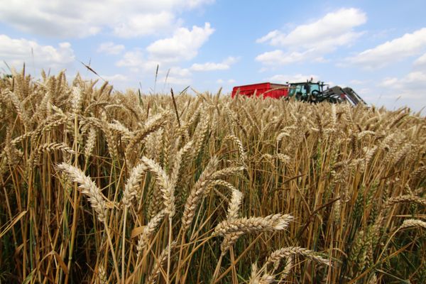 Le salon de l'Agriculture démarre en France le 25 février, dans un contexte difficile pour les exploitants.