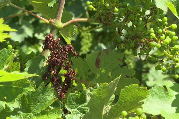 Le mildiou sur les feuilles de vignes.