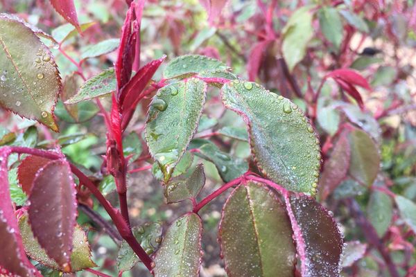 feuilles sous la pluie