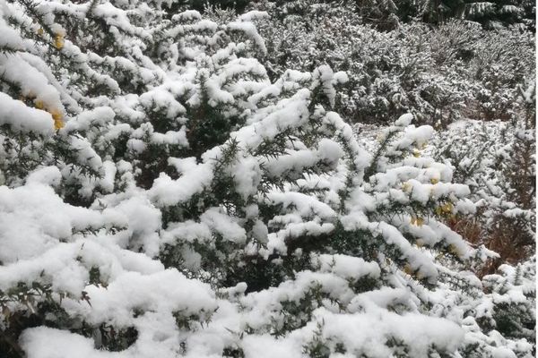 Quelques flocons pour les fêtes